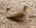 /album/photogallery/blue-spotted-wood-dove-jpg/